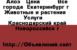 Алоэ › Цена ­ 150 - Все города, Екатеринбург г. Животные и растения » Услуги   . Краснодарский край,Новороссийск г.